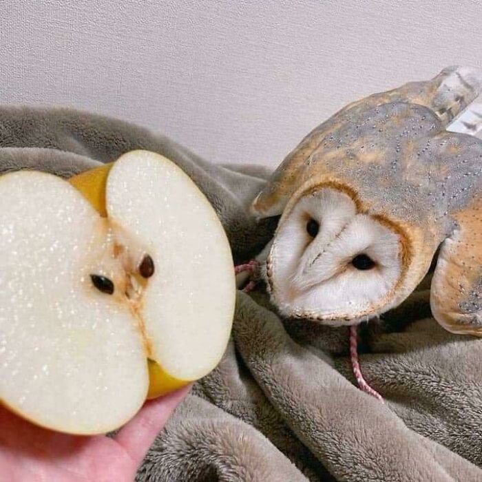 Owl sitting near half-sliced apple looks like a face pair in pareidolia