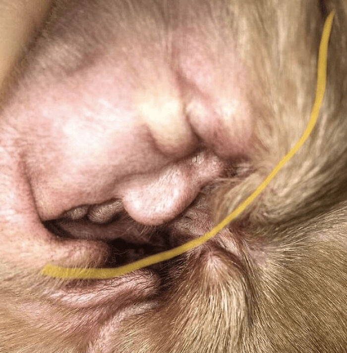 Close-up of dog's ear and fur forming a hidden face pattern