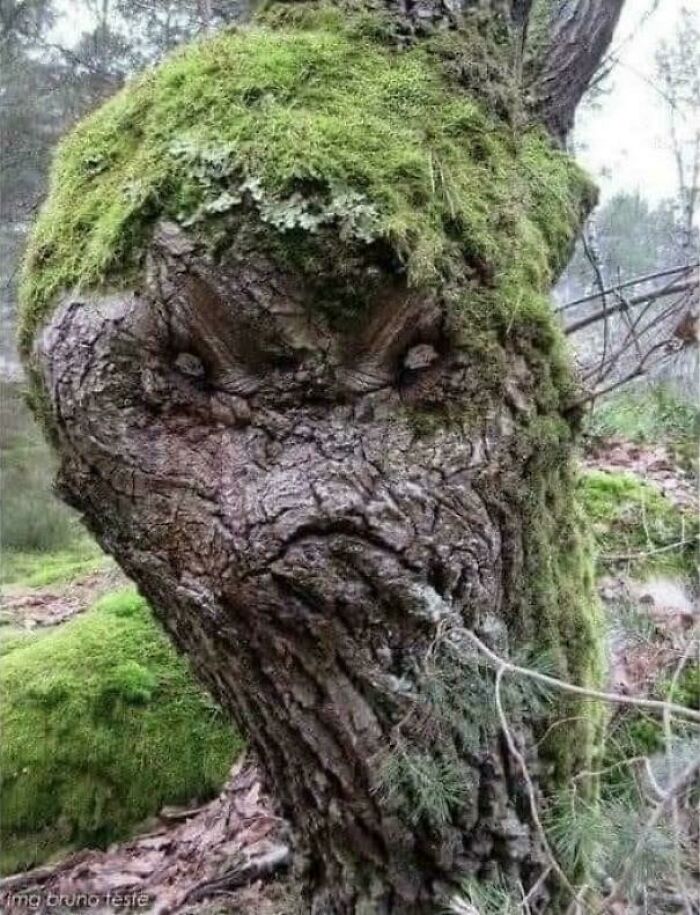 Tree trunk with moss growth looks like a grumpy face showing pareidolia