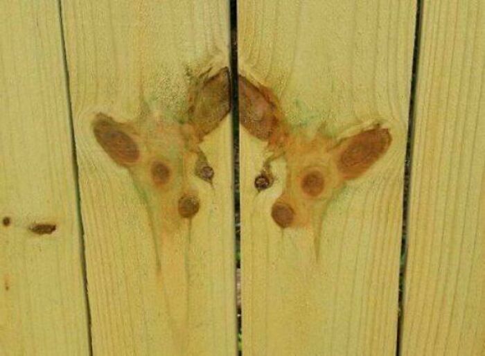 Wooden fence knots forming the face of a deer by pareidolia