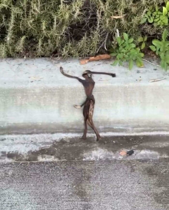 Plant debris on pavement resembling a tiny person waving