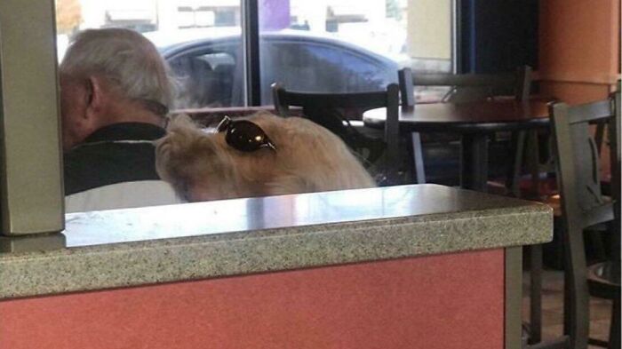 Dog wearing sunglasses blends into background appearing like a person