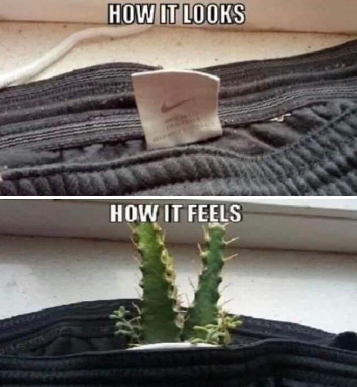 A random meme comparing a clothing tag to a cactus. The top panel shows a Nike tag; the bottom shows a cactus inside pants.