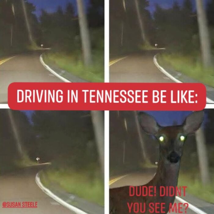 A funny meme about driving in Tennessee and encountering deer, perfect for random memes collection.