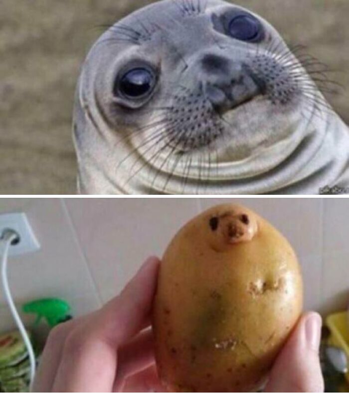 Seal face closely resembles a smiling human face pareidolia