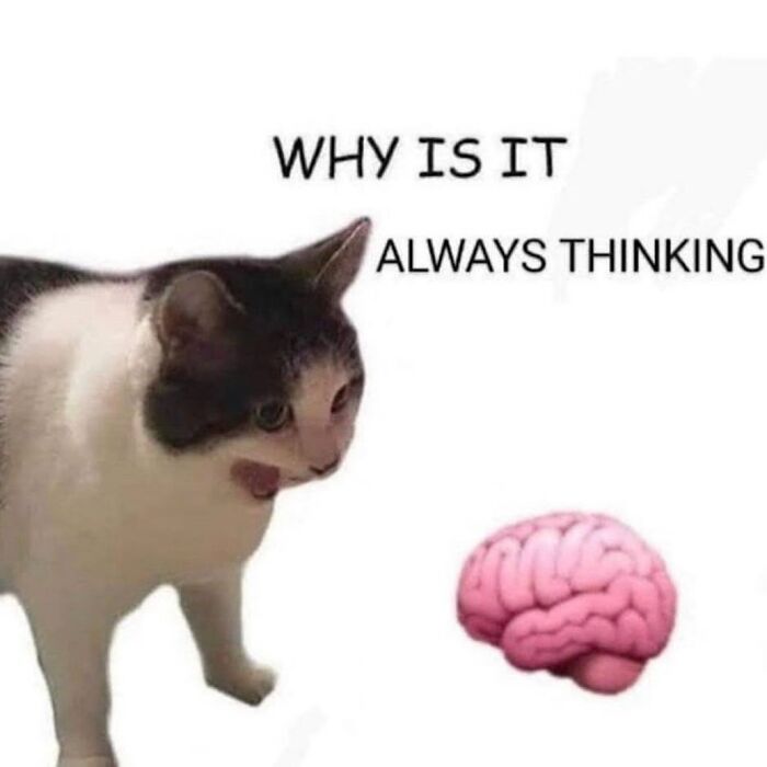 50 Cat Memes That Feel Like They Were Created By Sleep Deprived Internet Geniuses