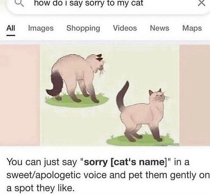 50 Cat Memes That Feel Like They Were Created By Sleep Deprived Internet Geniuses