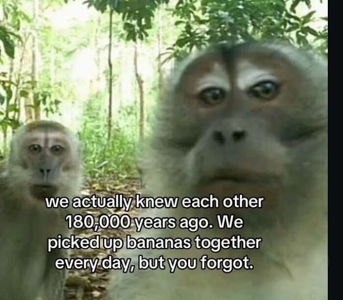 Two monkeys in a jungle, one looking sad, with text about knowing each other for 180,000 years. Relatable memes.