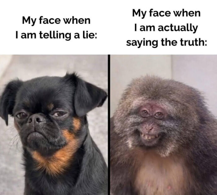 A relatable meme showing a dog looking guilty when lying and a monkey with a creepy smile when telling the truth.