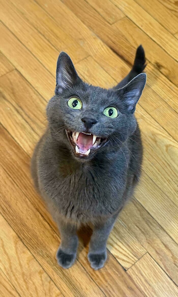 Gray cat meowing happily on wooden floor