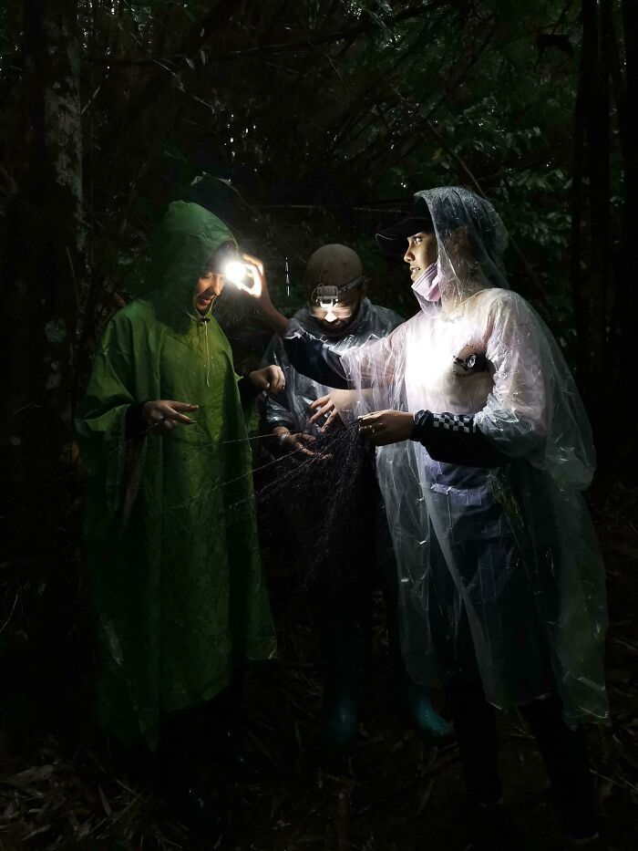 Colleagues And I Capturing Bats At Night