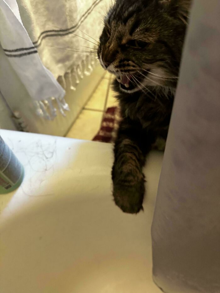 Funny cat caught meowing with paw on bathtub edge