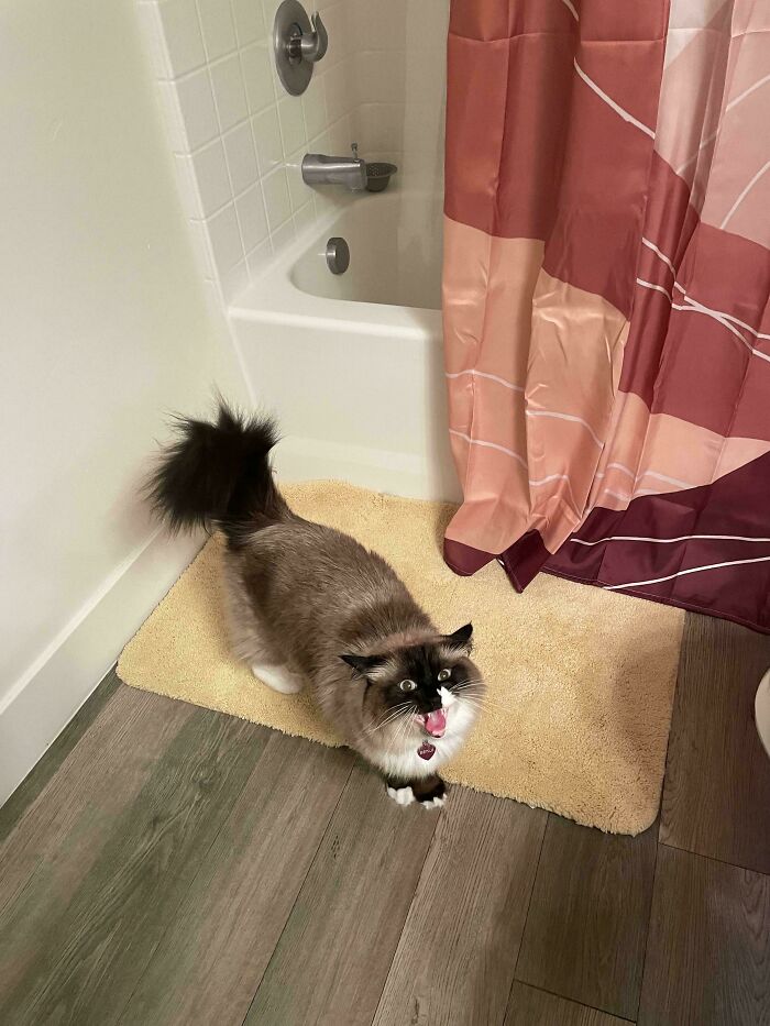 Hilarious cat meowing loudly in bathroom on bath mat near shower curtain