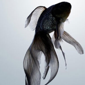 anhnguyen_2 avatar
