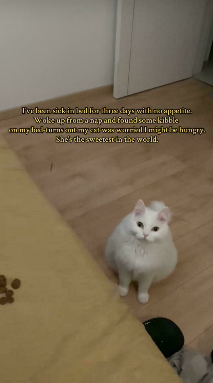 White cat sitting on floor next to kibble with story about cat feeding owner