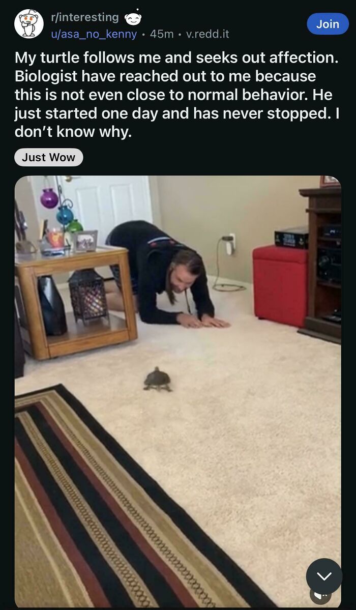 Man on floor following turtle showing fake affection behavior