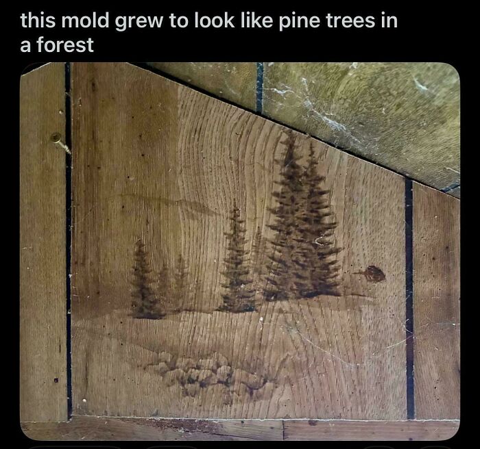 Mold stain on wooden surface shaped like pine trees in a forest