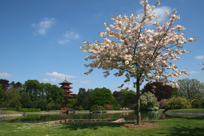 Cherry blossom tree with pagoda and lush greenery in stunning garden views