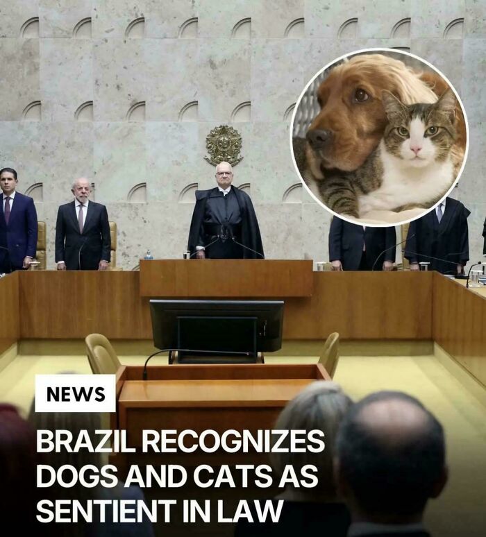 An image with a news overlay that Brazil recognizes dogs and cats as sentient beings, providing uplifting posts.