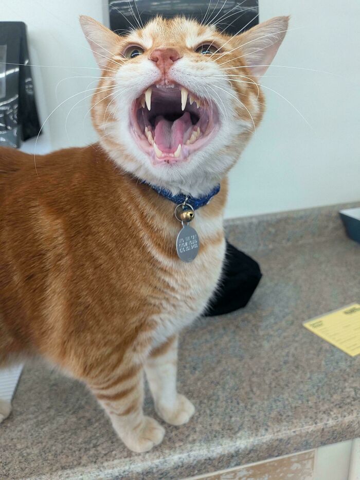 Orange tabby cat meowing on countertop with collar