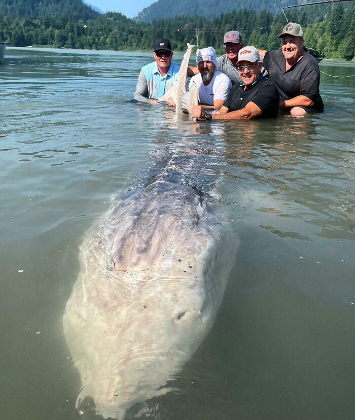 Record 11.5’ Sturgeon Recently Caught. Lake Monster Anyone?