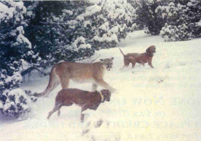 A 1993 Photograph Of An Cougar Was Captured In Maine, Even Though Eastern Cougars Have Been Believed Extinct Since The 1940s. Many Accuse Wildlife Services Of Refusing To Acknowledge Their Existence
