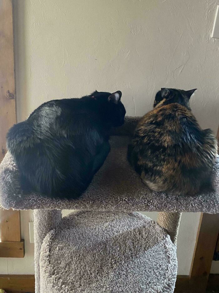 During The Peak Of The Eclipse In My Area My Cats Just Sat Quietly Facing The Wall (Something They Have Never Done Before)