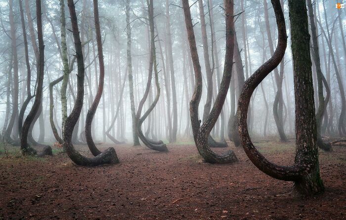 Gryfino, Poland. Crooked Forest Is A Local Anomaly - A Section Of Forest Filled With Strangely Twisted Trees