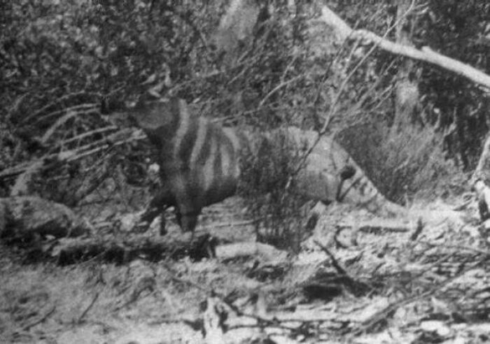 In 1964 This Photo Was Taken By An Australian Woman, Allegedly Showing A Living Tasmanian Tiger Or Queensland Tiger. The Photo Was Connected To Reports Of Livestock Being Attacked And Mauled In The Area By A Tiger-Like Predator