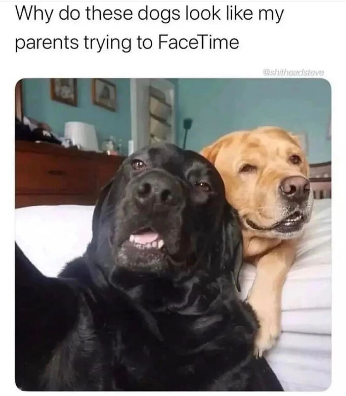Funny meme of two dogs mimicking parents trying to FaceTime with confused expressions