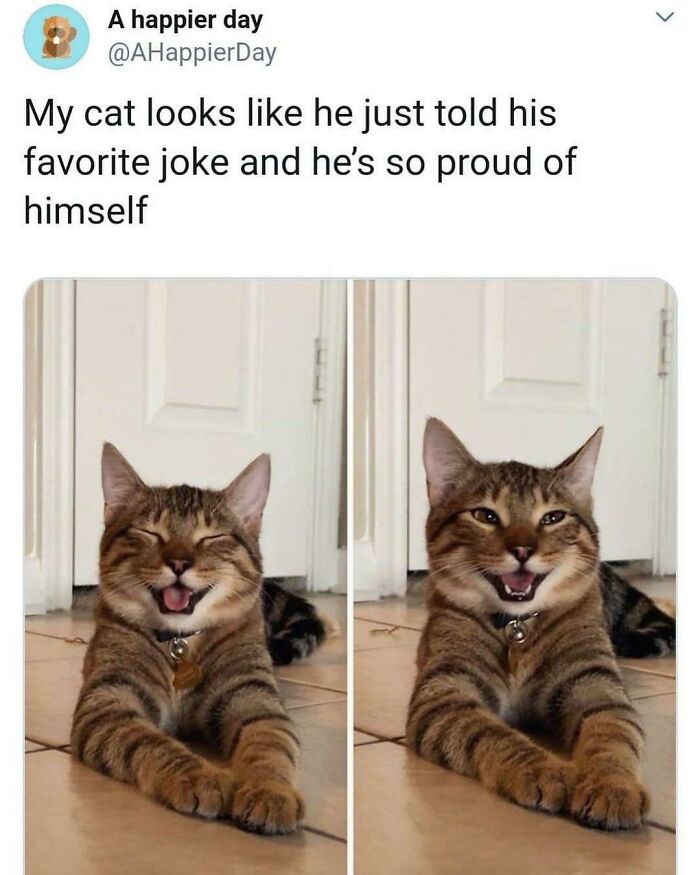 Cat laughing after telling a joke in funny animal meme