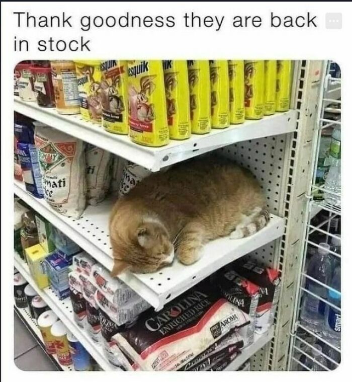 Cat sleeping on store shelf among products in funny animal meme