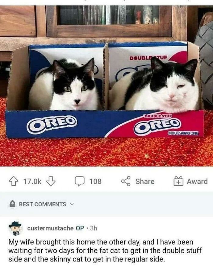 Two cats sitting inside Oreo cookie box in funny animal meme
