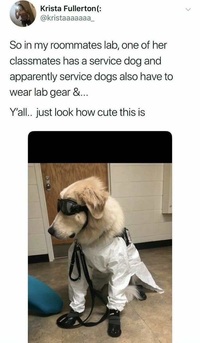 Service dog wearing protective lab gear in cute animal meme