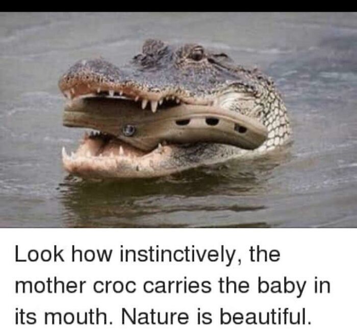 Mother crocodile holding baby in mouth illustrating animal instinct meme
