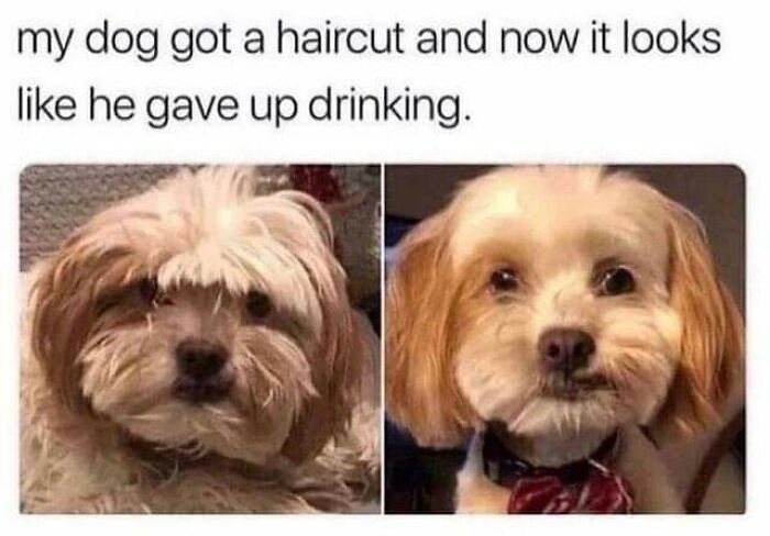 Dog after haircut looking refreshed in funny animal meme