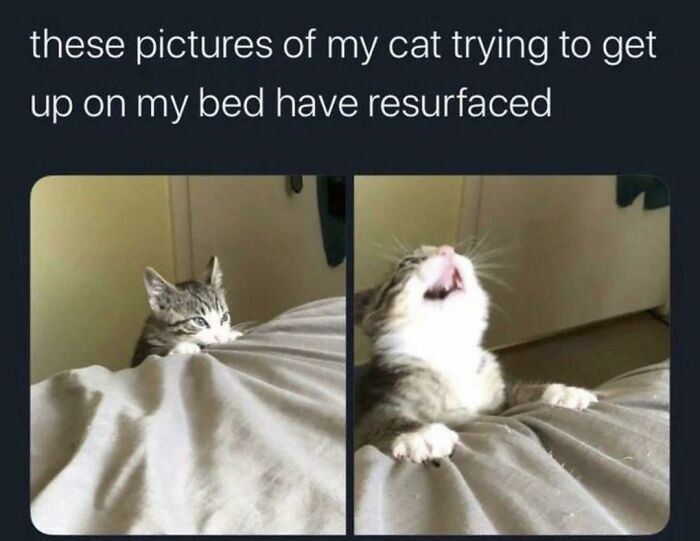 Kitten struggling to climb onto bed in funny animal meme