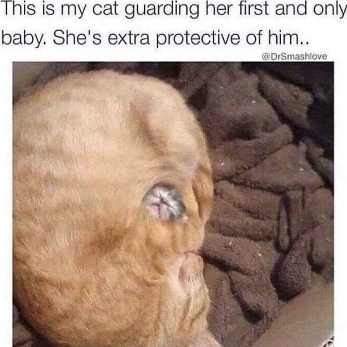 Cat protectively curled around her kitten in funny animal meme