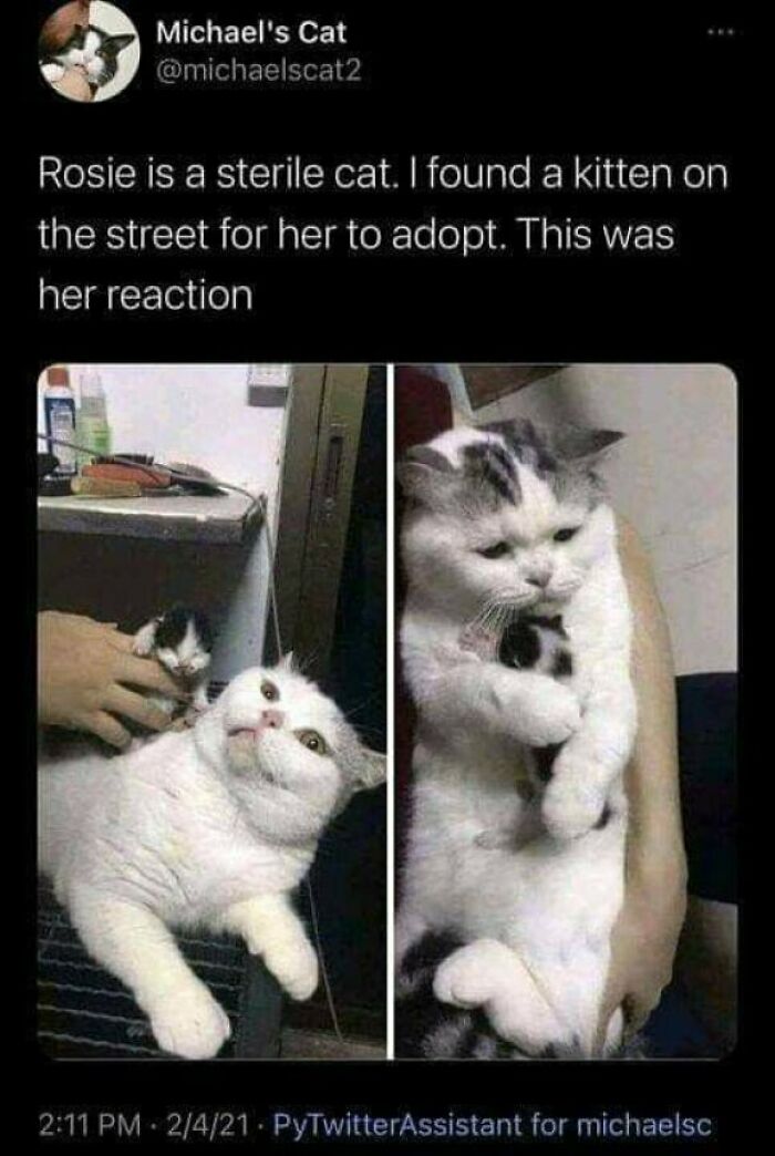 Funny animal meme of sterile cat adopting kitten and reacting with surprise and care
