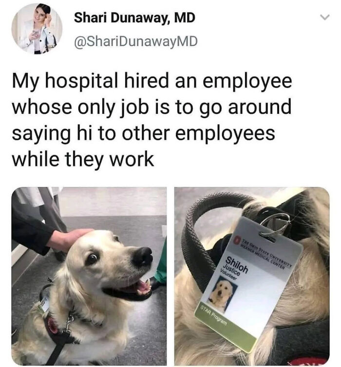 Hospital dog mascot named Shiloh greeting employees meme