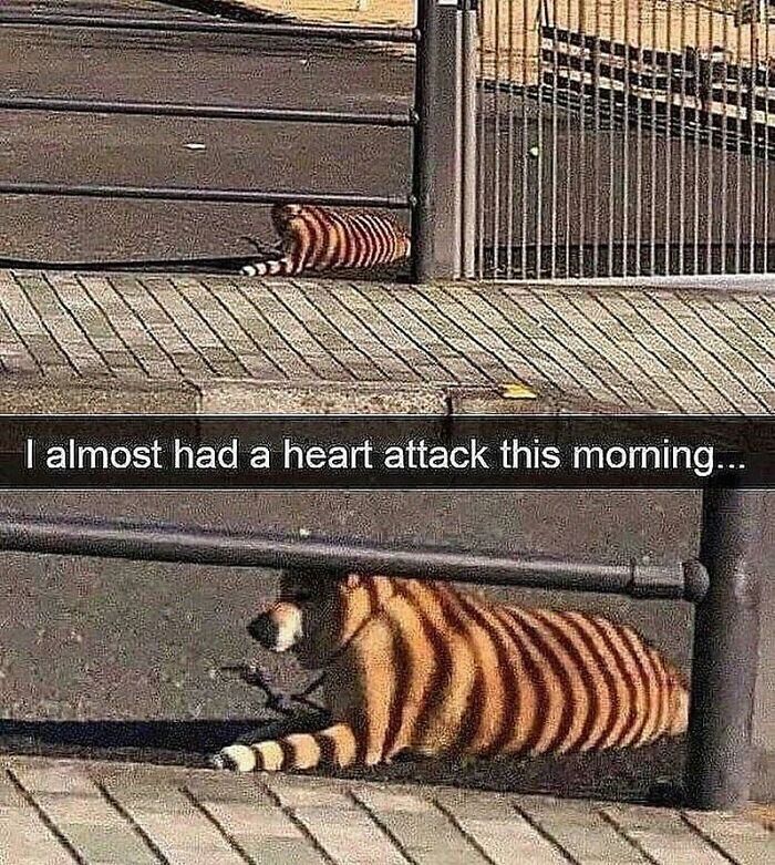 Dog painted with tiger stripes blending into background