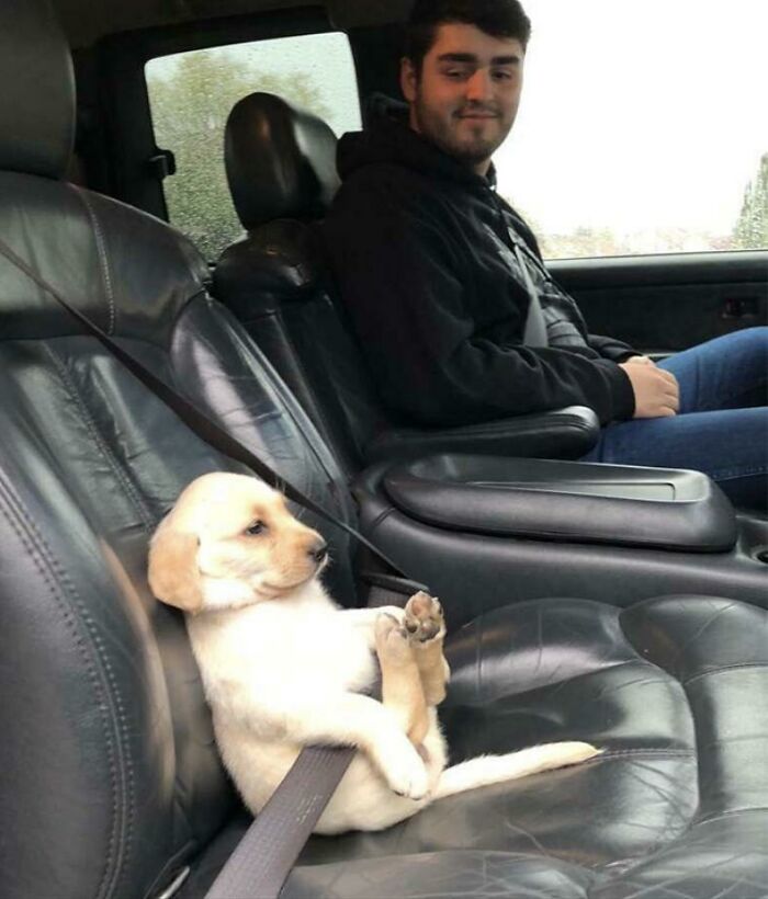 Puppy sitting with seatbelt in car next to smiling man