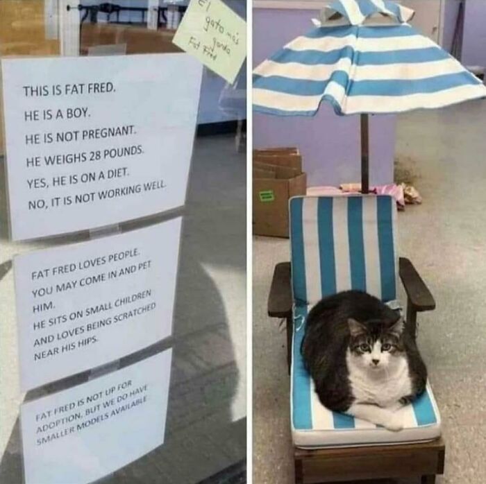 Fat cat relaxing under umbrella in funny animal meme