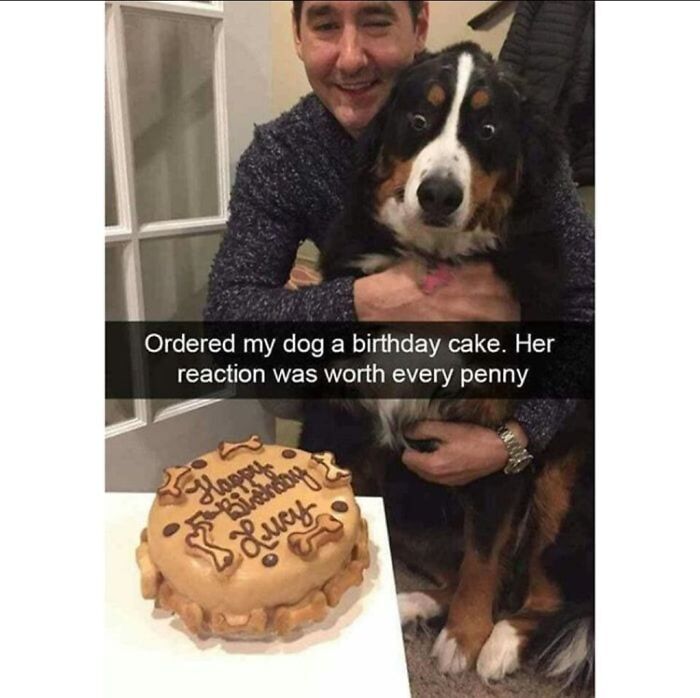 Dog surprised by birthday cake in funny animal meme reaction