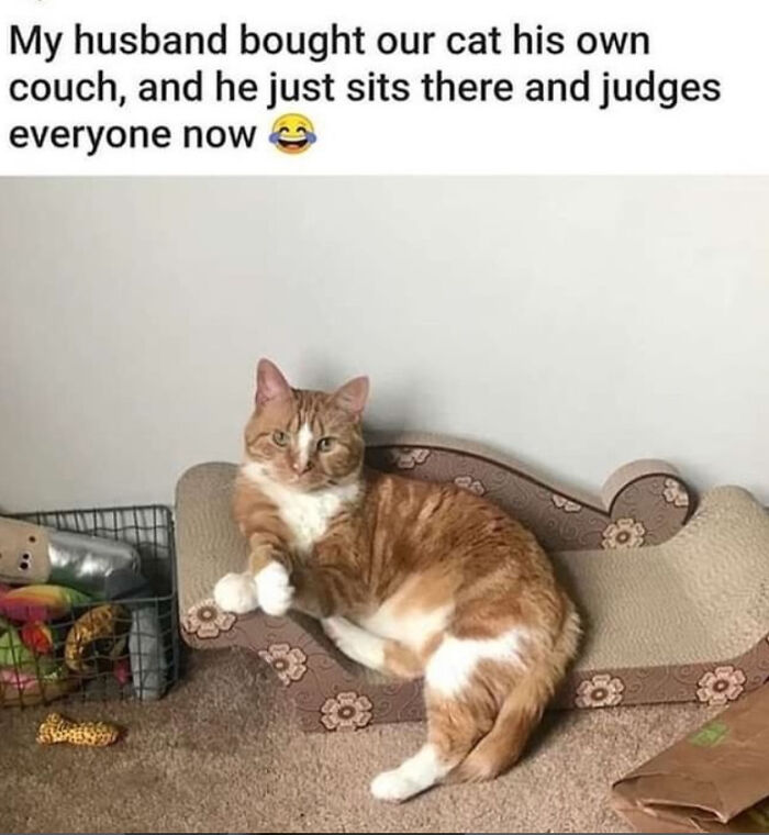 Orange cat sitting on small couch judging people in funny meme