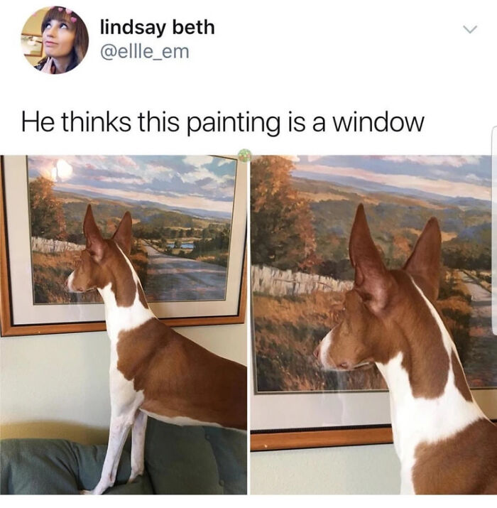 Dog confused by landscape painting thinking it's a window