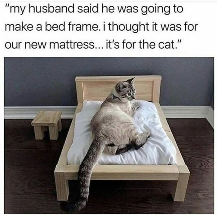Cat sitting on a small bed in funny animal meme about bed frame for cat