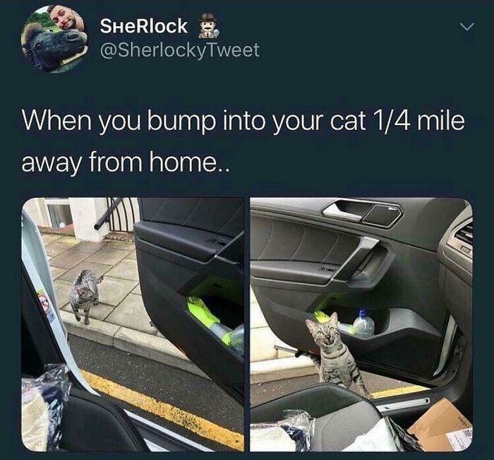 Cat encounters owner in car in humorous animal meme