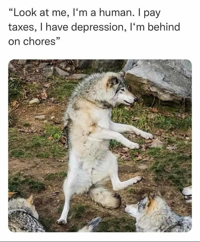 Wolf humor meme about human traits and chores