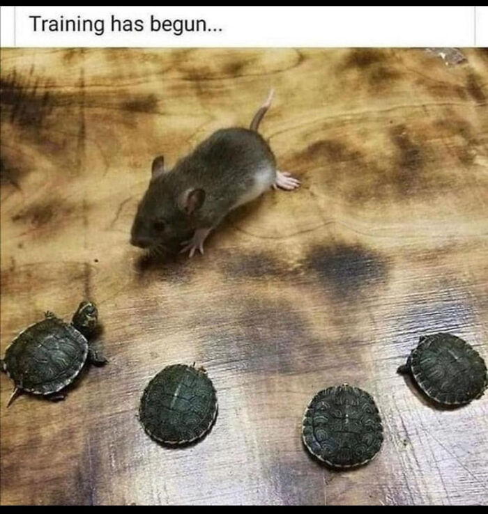 Mouse standing among turtles in funny animal meme about training